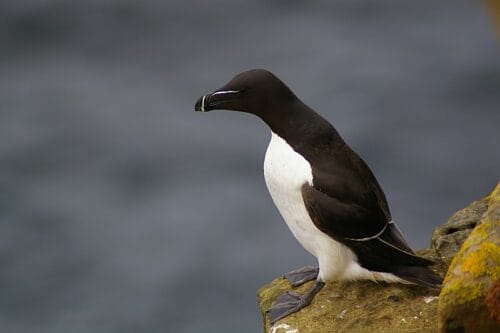 Quelle espèce d’oiseau peut-on voir sur cette image ? 