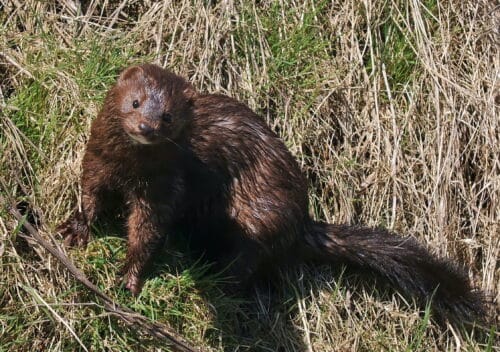 Quel est le nom de ce petit mustélidé ? 