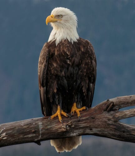 Comment s’appelle ce rapace originaire d’Amérique du Nord et symbole des États-Unis ? 