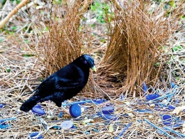 5 Animaux insolites aux particularités étonnantes