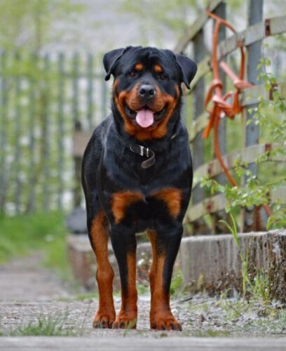 Quelle est la race du chien sur la photo ? Chien