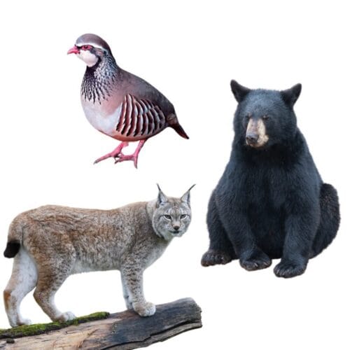 En suivant la logique, quels animaux devraient rejoindre un groupe constitué d’ours, de perdrix et de lynx ? 
