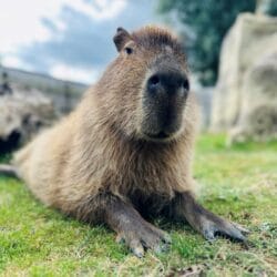 Capybara 