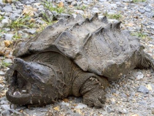 Comment s’appelle cette tortue endémique des États-Unis ? 