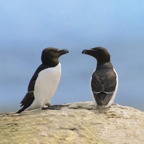 Les pingouins sont des animaux qui ne vivent que dans l’hémisphère nord. Vrai ou faux ? 