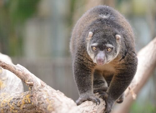 Quel est le nom de cet animal faisant partie de la famille des marsupiaux ? 