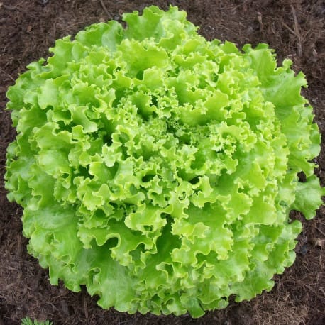 Quel est le nom de ce légume en photo ? 