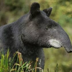 Tapir 
