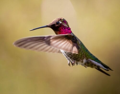Comment s’appelle ce petit oiseau ? 