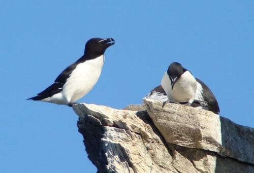 Dans quelle région française, peut-on rencontrer des pingouins torda ? 