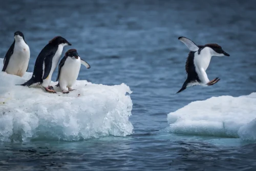 Les pingouins et les manchots sont des animaux qui ne peuvent pas voler. Vrai ou faux ? 