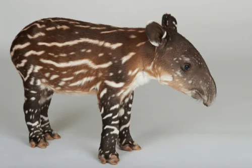 À quelle espèce animale, le bébé présent sur la photo fait-il partie ? 
