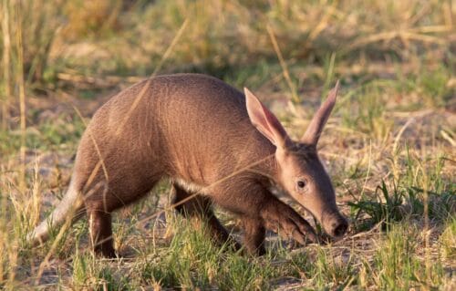 Quel est le nom de cet animal africain ? 