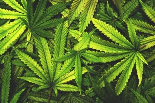 Quelles sont les 2 principales variétés de cannabis ? 