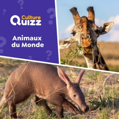 Quiz Animaux du monde #7 : testez votre culture sur les animaux comme les singes, les girafes, les poissons.