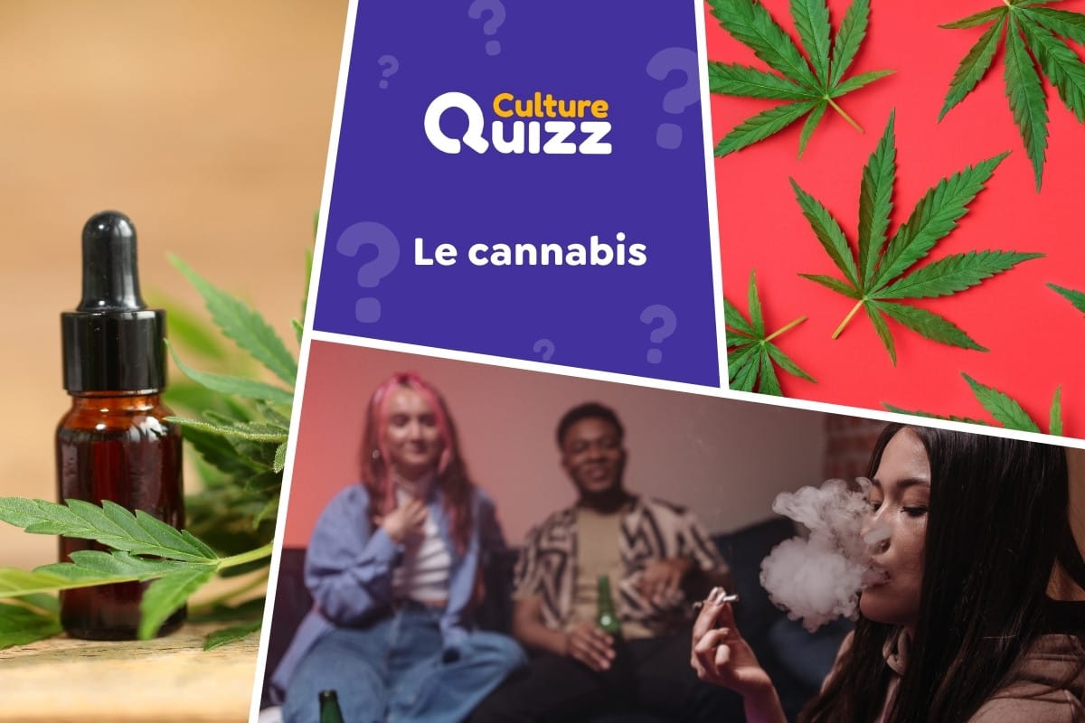 Quiz spécial Cannabis - Quiz spécial sur le cannabis : réglementation, risques, légalité, effets...