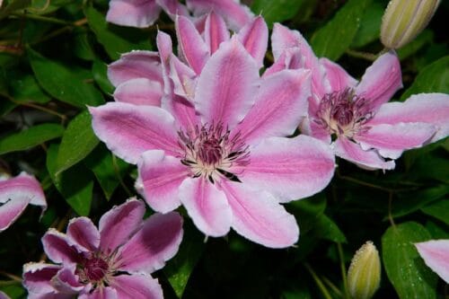Quelle est la bonne orthographe dans la phrase par rapport à la photo : “Le jardin est plein de clématites _________” ? 
