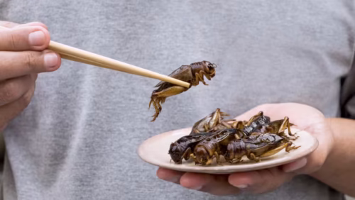 Quel mot permet de désigner des êtres humains qui consomment des insectes ? 