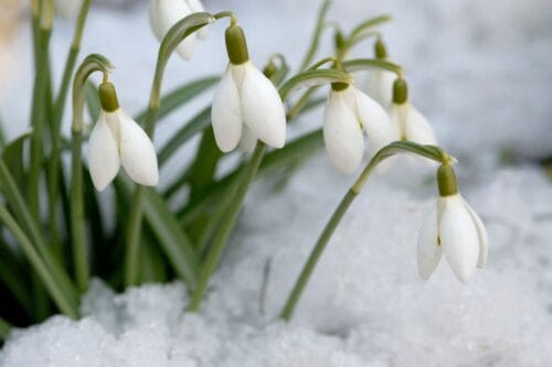 Comment s’appelle cette fleur qui fleurit même sous la neige ? 