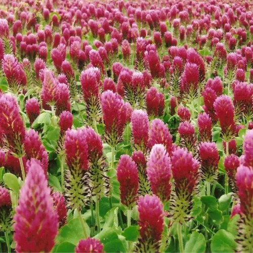 Quelle est la bonne orthographe de cette phrase : “Mon jardin possède de nombreuses fleurs ________” ? 