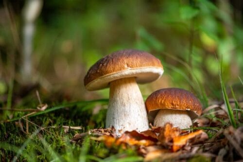 Quelle est la variété des champignons sur cette photo ? 