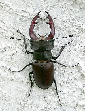 Quel est le nom de l'insecte sur cette photo ? 