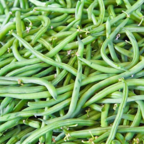 Quel mot est utilisé pour désigner l'enveloppe des haricots verts ? 