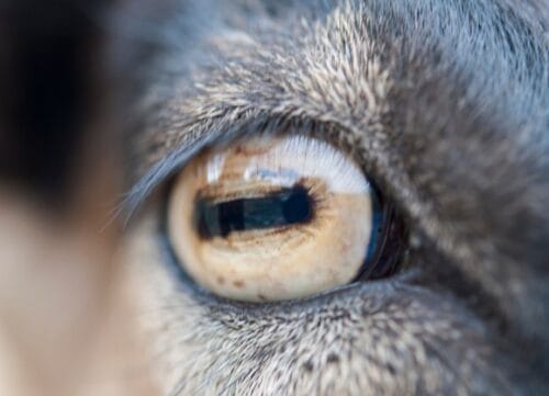 À quel animal cet œil est-il associé ? 