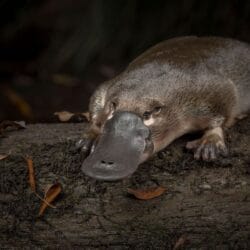 Ornithorynque 