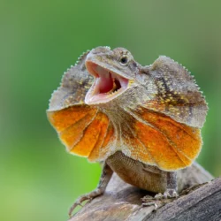 Lézard à collerette 