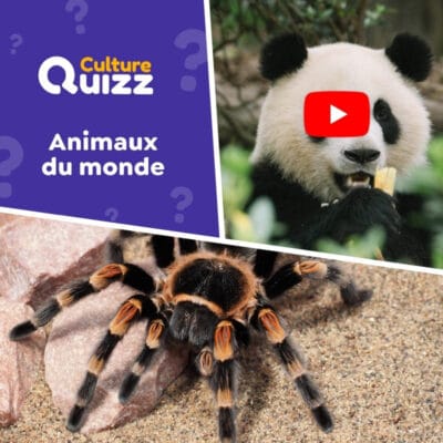 Animaux du monde - Quiz en vid&eacute;o