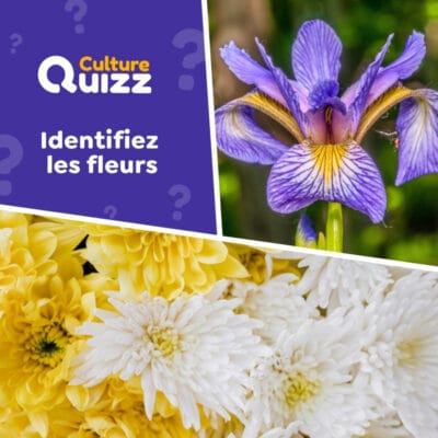 Identifiez les fleurs en photo - Quiz nature