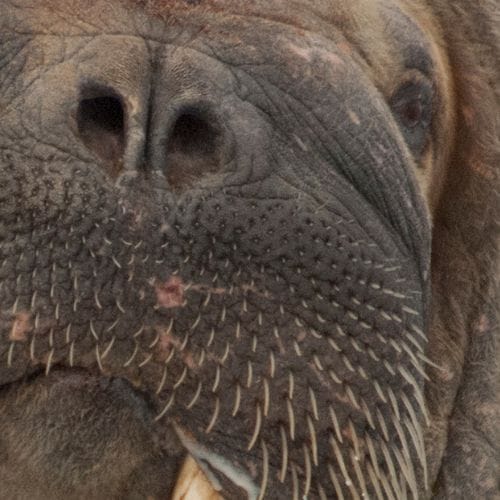 Quel est l'animal dans cette photo en gros plan ? 
