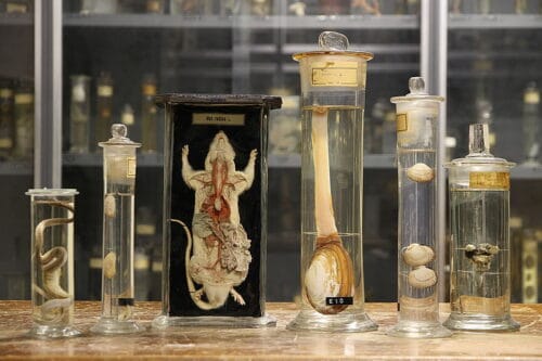 L'anthropologie est une discipline scientifique basée sur l'étude des comportements chez tous les êtres vivants. Vrai ou faux ? 
