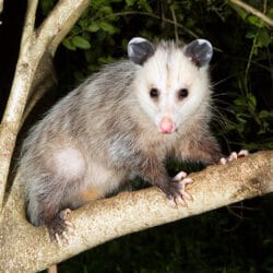 Opossum 