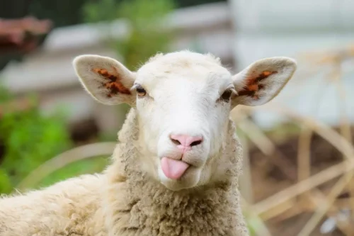 L'épagneul breton est une race de chien réputée pour garder les moutons. Vrai ou faux ? 