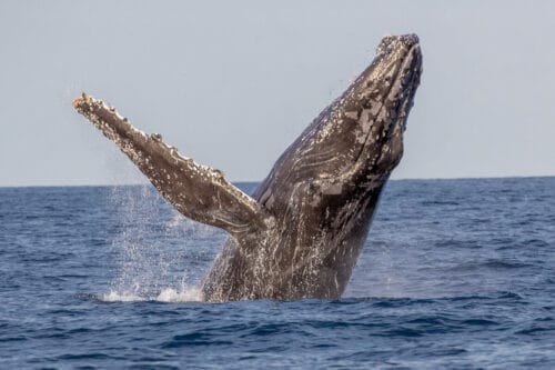 Chez la baleine bleue, quel est le poids moyen du cerveau ? 