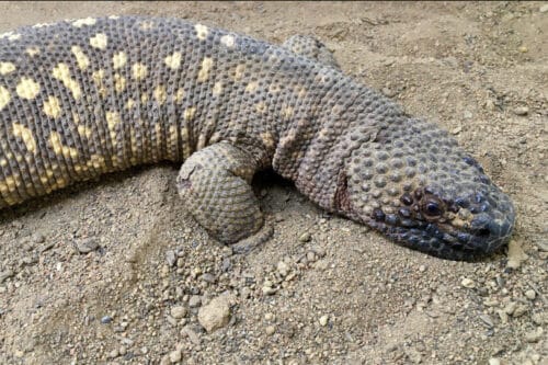 Les crotales sont des lézards venimeux. Vrai ou faux ? 
