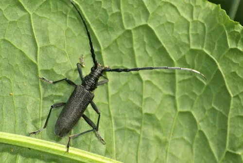 À quelle famille d'insectes celui en photo fait-il partie ? 