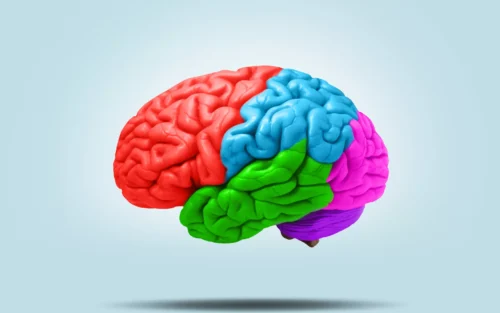 Parmi ces propositions, laquelle ne désigne pas un lobe du cerveau ? 