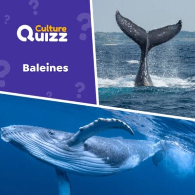 Quiz sp&eacute;cial sur les baleines