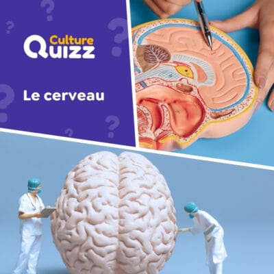 Quiz Corps Humain sp&eacute;cial Cerveau