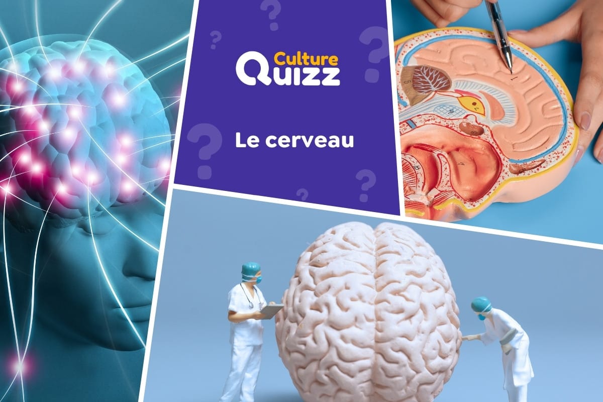 Quiz spécial sur le Cerveau - Quiz Corps Humain spécial Cerveau