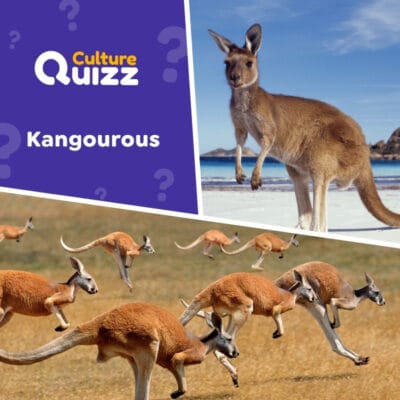 Quiz sp&eacute;cial sur les kangourous