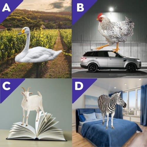 En suivant la logique, lequel des montages photo est l'intrus ? 