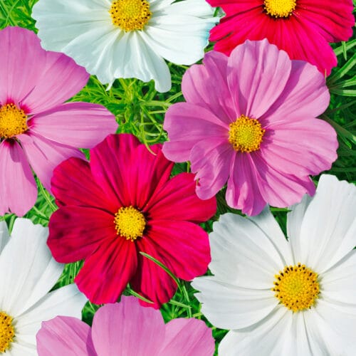 Quel est le nom de ces fleurs en photo ? 