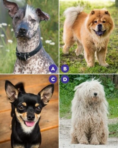 Lequel de ces chiens appartient à une race qui possède 2 W dans son nom ? 