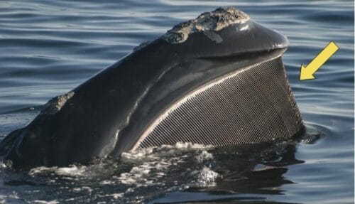 Comment appelle-t-on l’organe des baleines qui fait office de dents afin de récupérer le krill et le plancton ? 