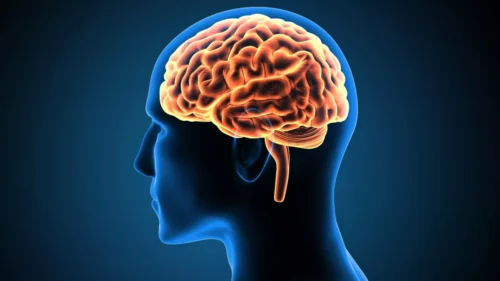 Le cerveau est constitué d’une partie nommée l’hypothalamus et une autre nommée l’hyperthalamus. Vrai ou faux ? 