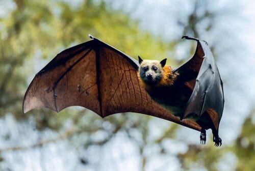 La chauve-souris est le seul mammifère capable de voler de ses propres ailes. Vrai ou faux ? 